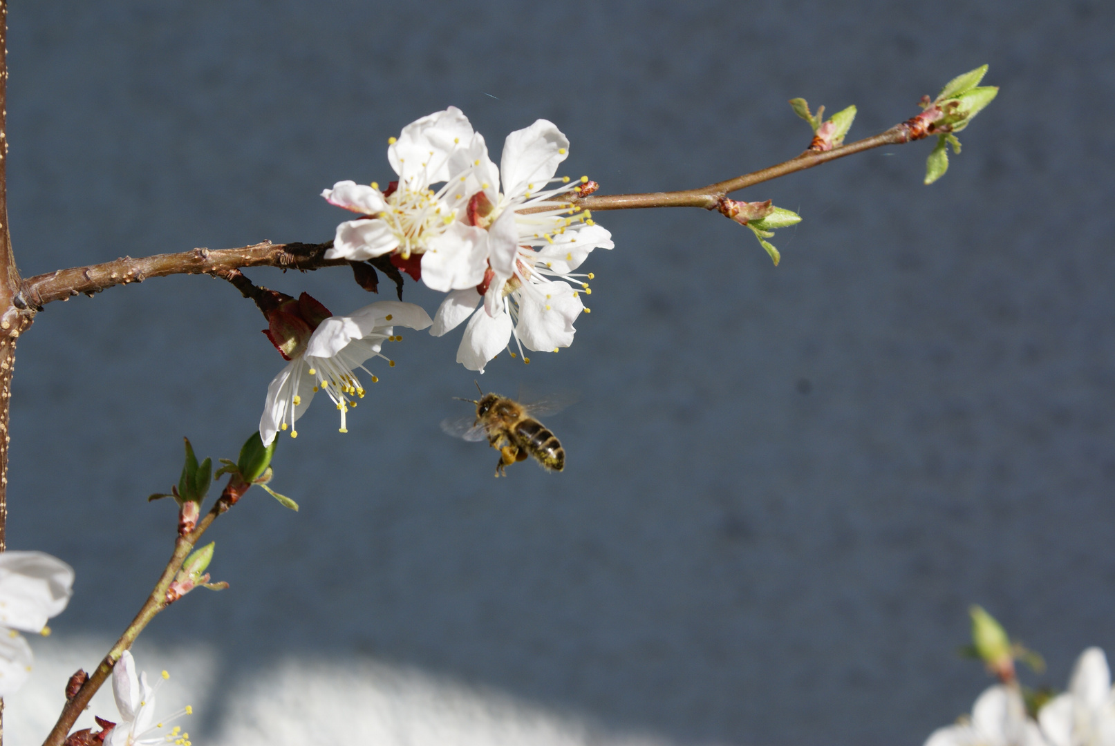 Die Bienen sind auch schon fleissig...