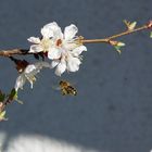 Die Bienen sind auch schon fleissig...