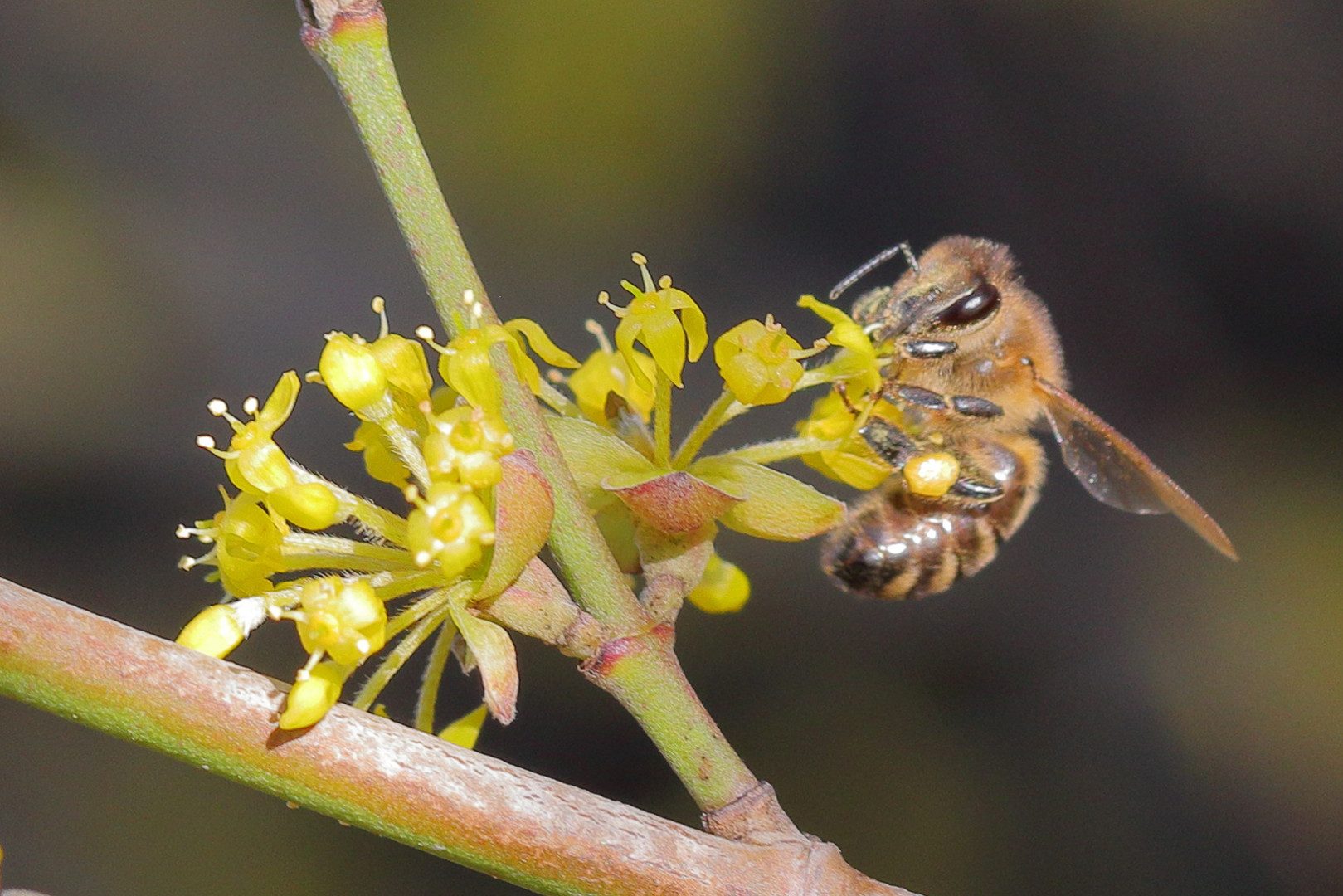 Die Bienen sind auch schon wieder da!