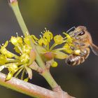 Die Bienen sind auch schon wieder da!