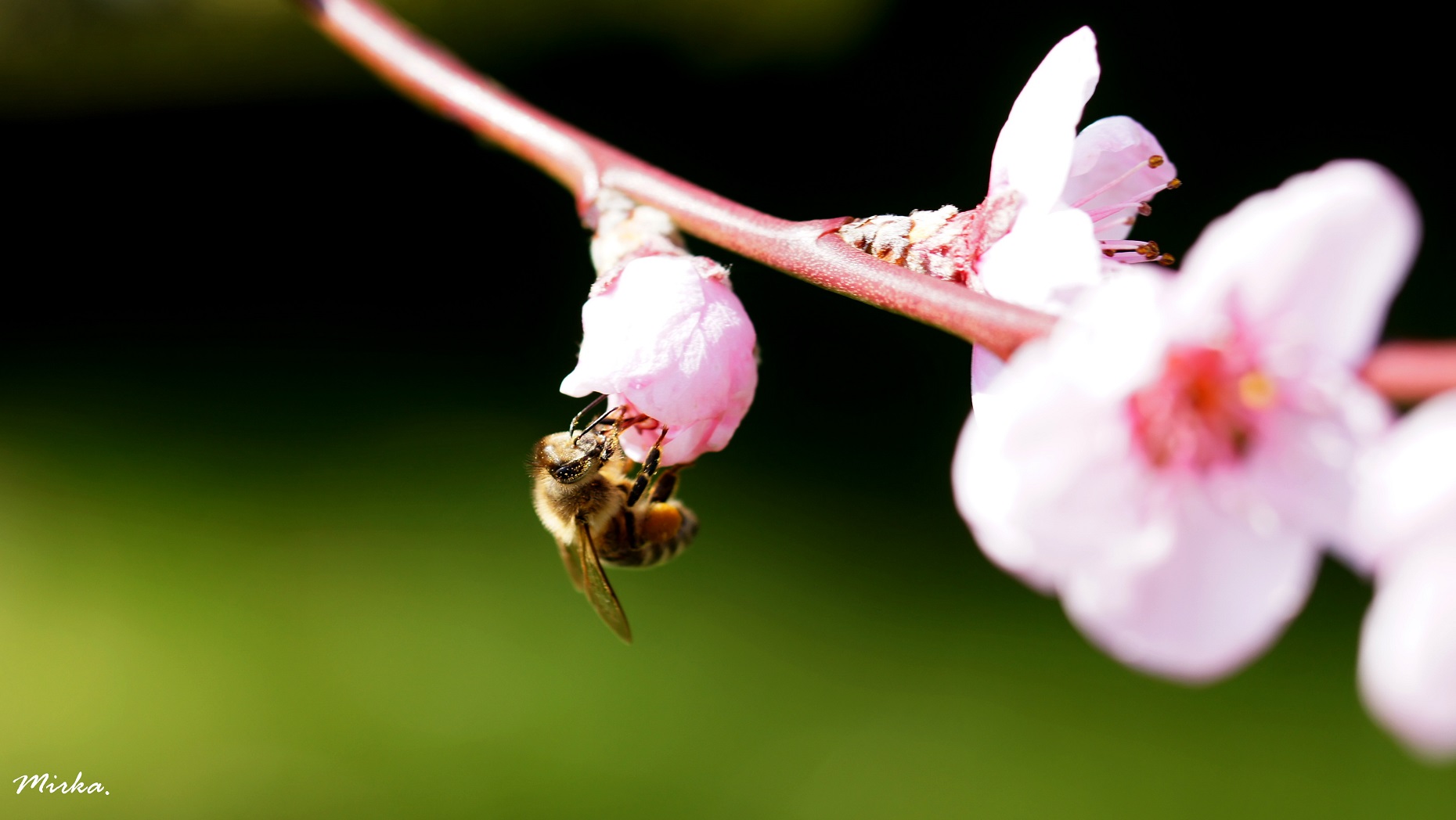 Die Bienen sind da... :-)