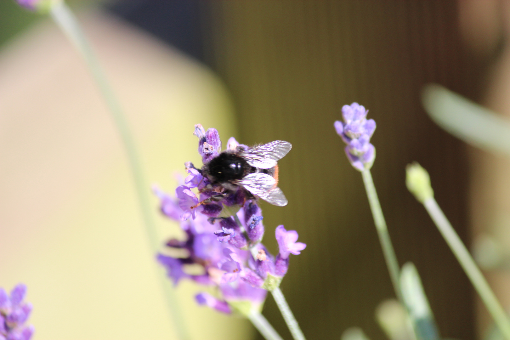 Die Bienen sind heute fleißig..