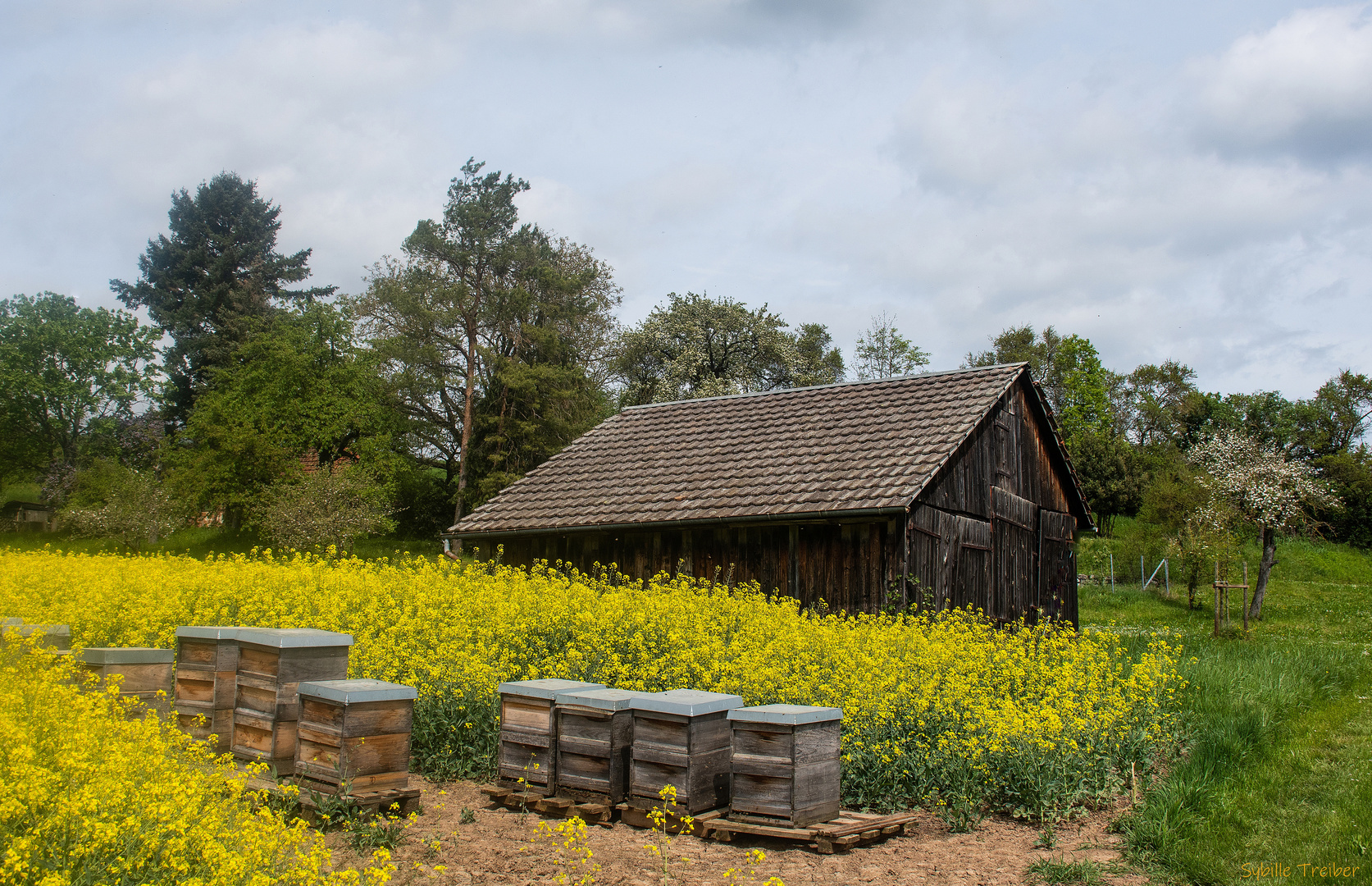 Die Bienen sind in Position