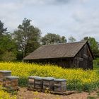 Die Bienen sind in Position