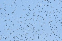 Die Bienen sind los 01