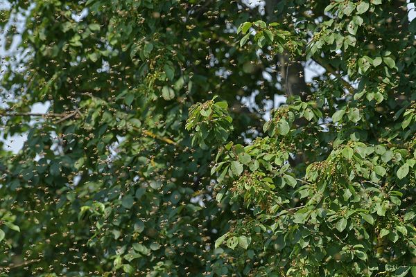 Die Bienen sind los 02