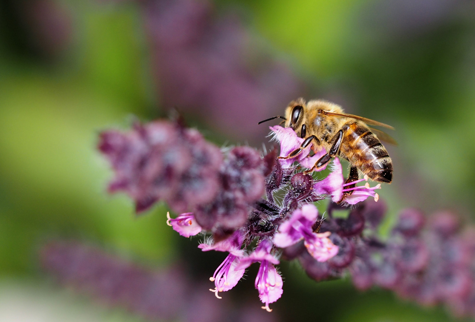 Die Bienen sind noch fleißig...