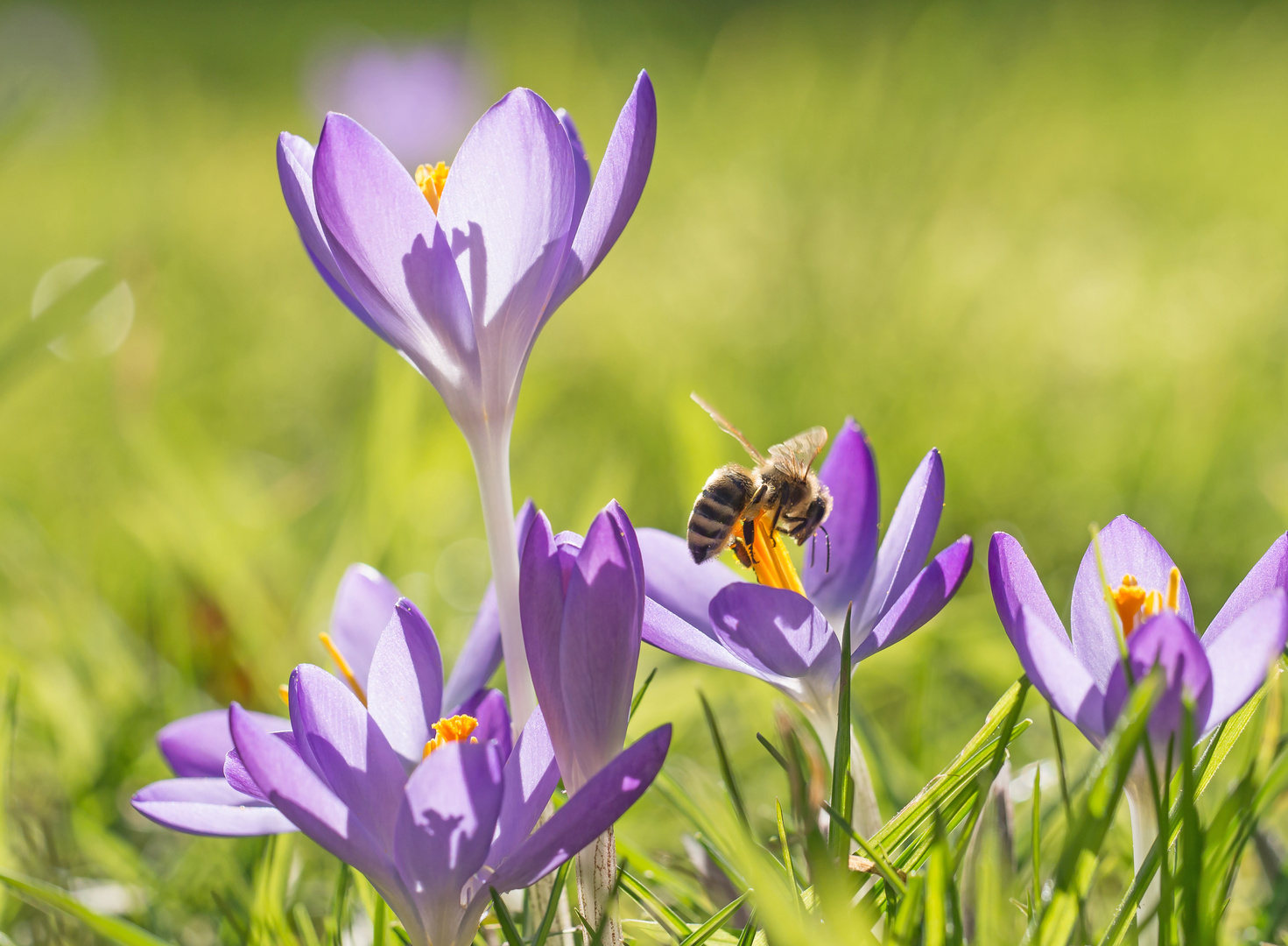 Die Bienen sind schon fleißig!