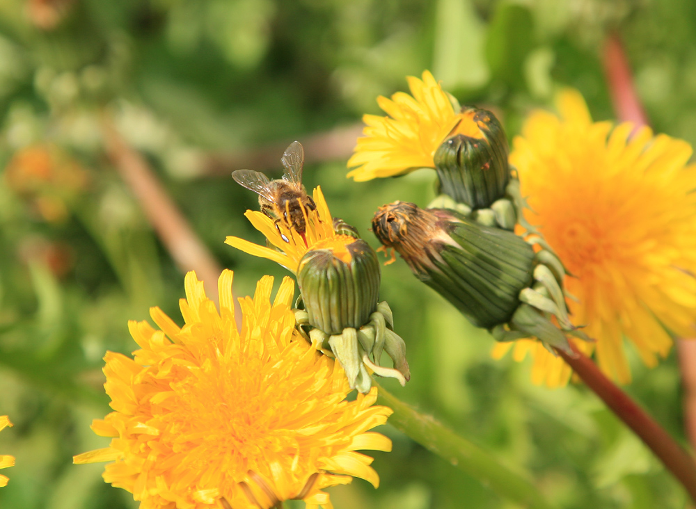 die Bienen sind schon fleißig!