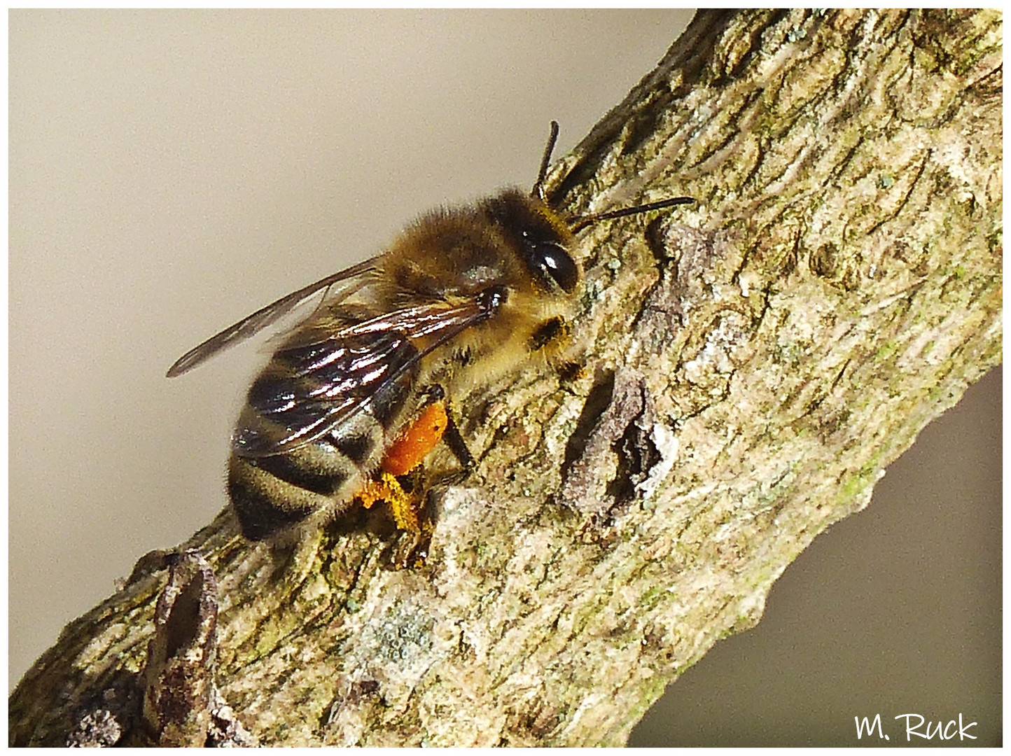 Die Bienen sind schon fleißig unterwegs !