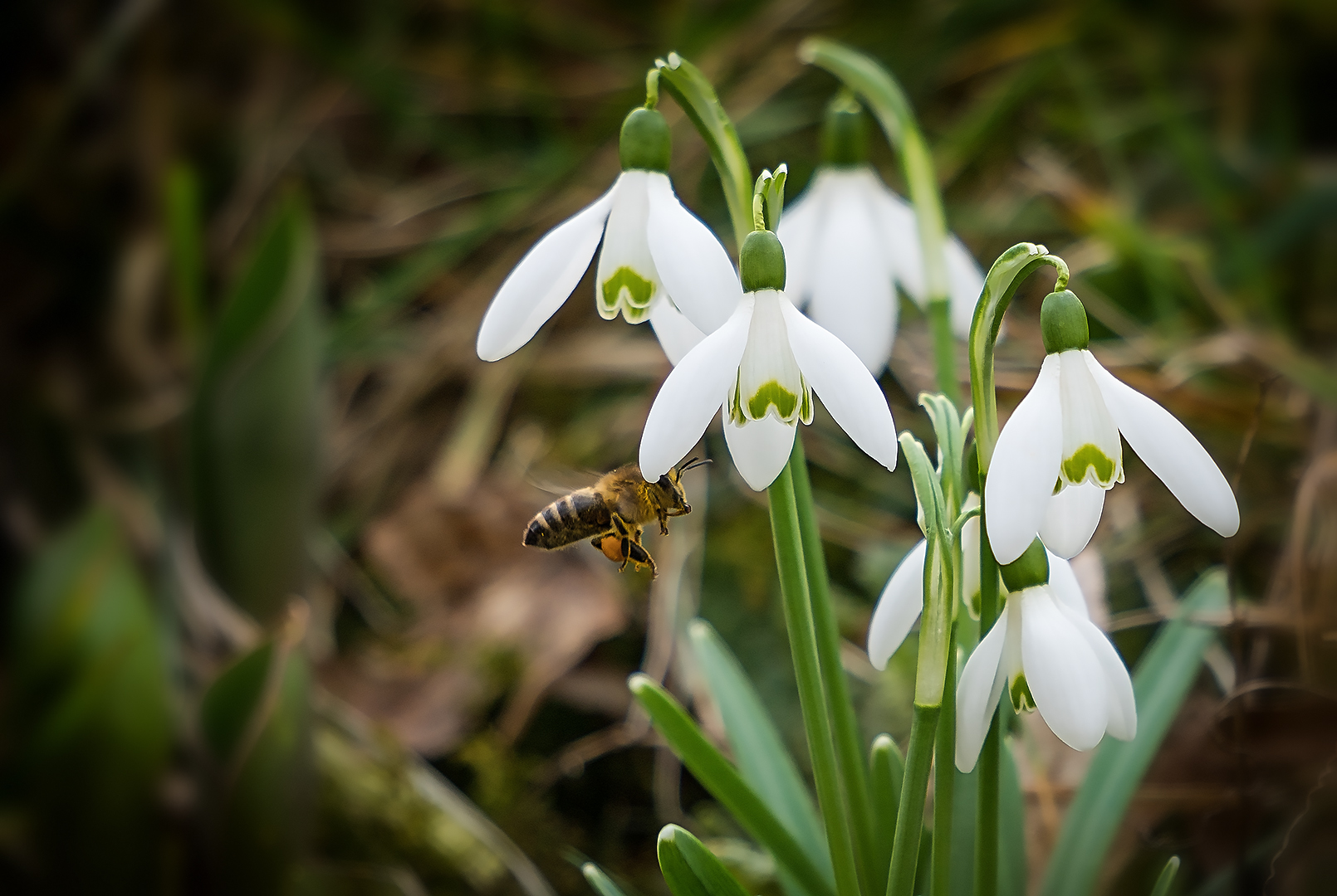 Die Bienen sind schon unterwegs