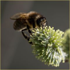 Die Bienen sind wieder da