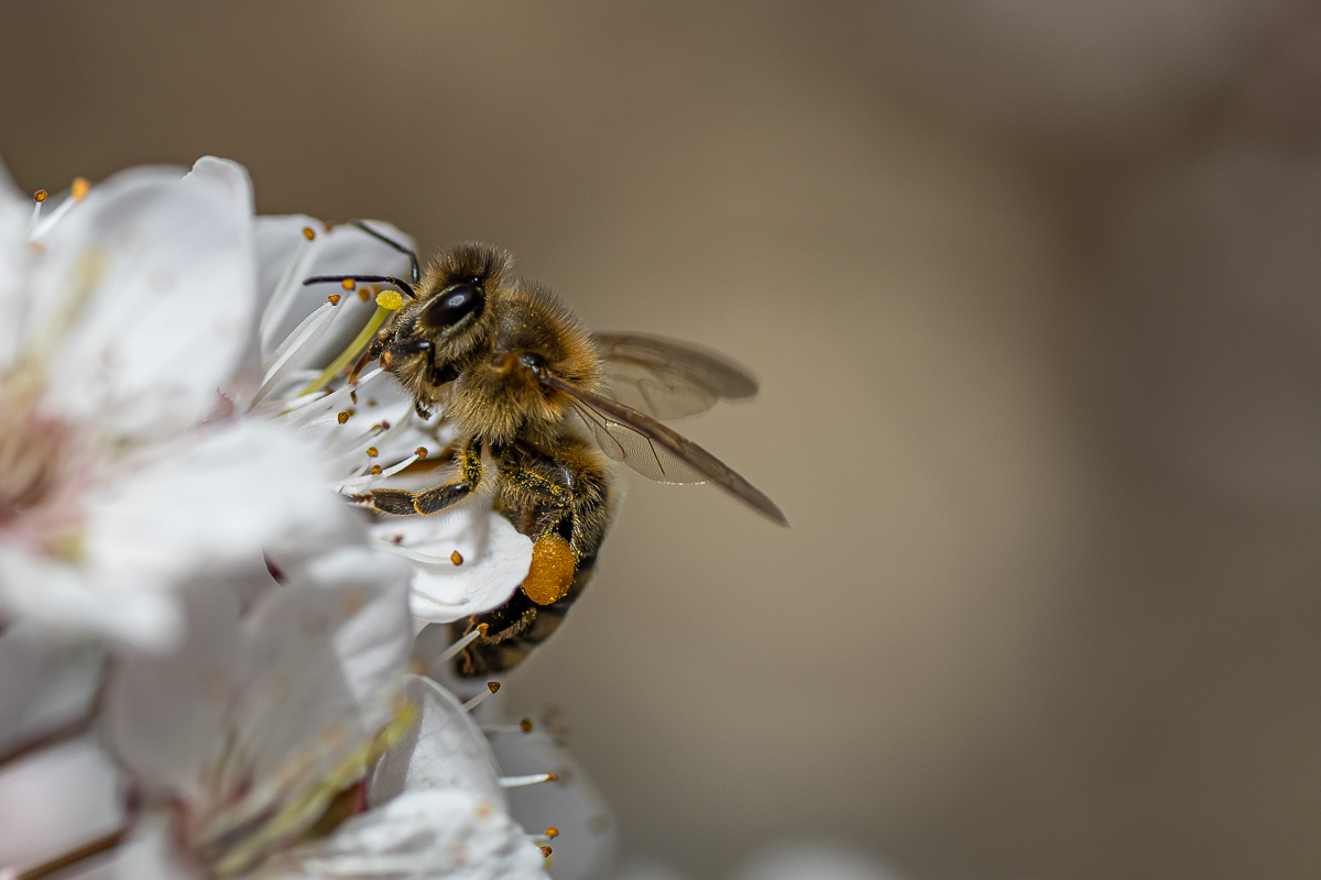 Die Bienen sind wieder fleißig