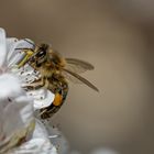 Die Bienen sind wieder fleißig