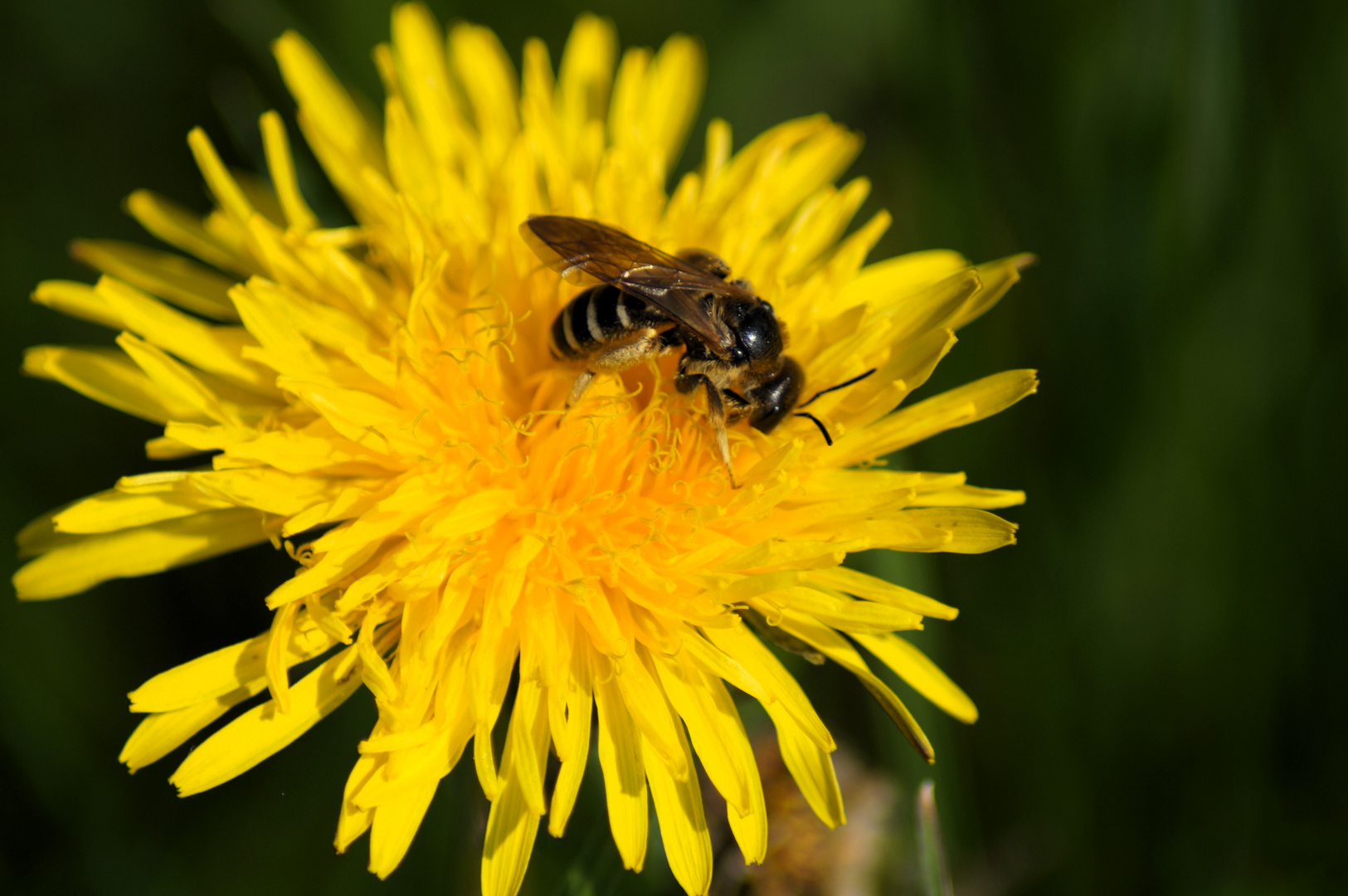 Die Bienen sind wieder fleißig... 