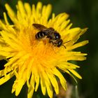 Die Bienen sind wieder fleißig... 