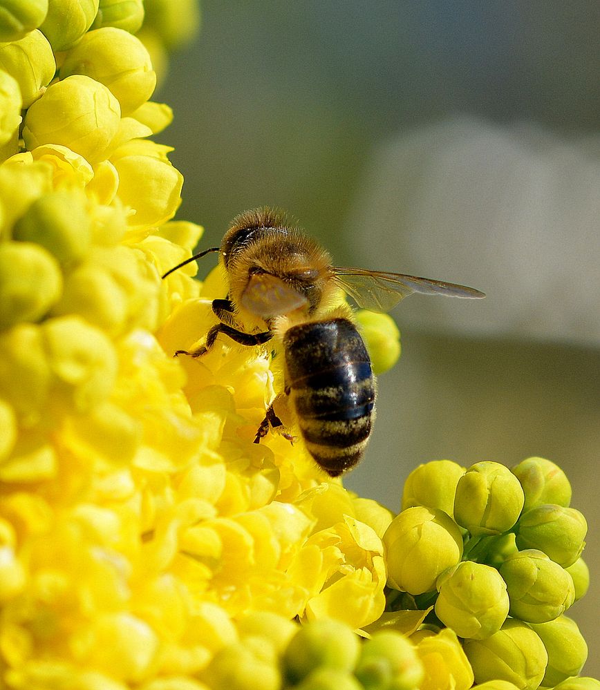 die bienen summen im ilex