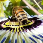 Die Bienen Tankstelle