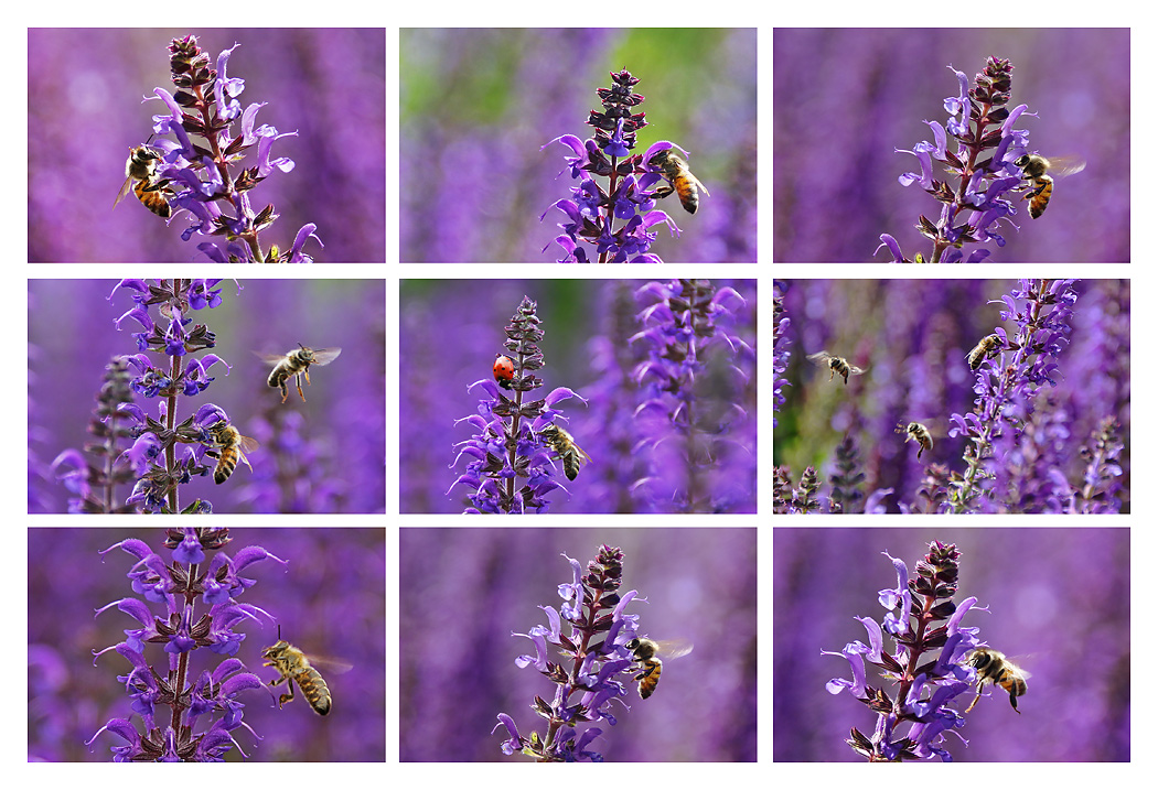 die Bienen und der "rote Punkt"