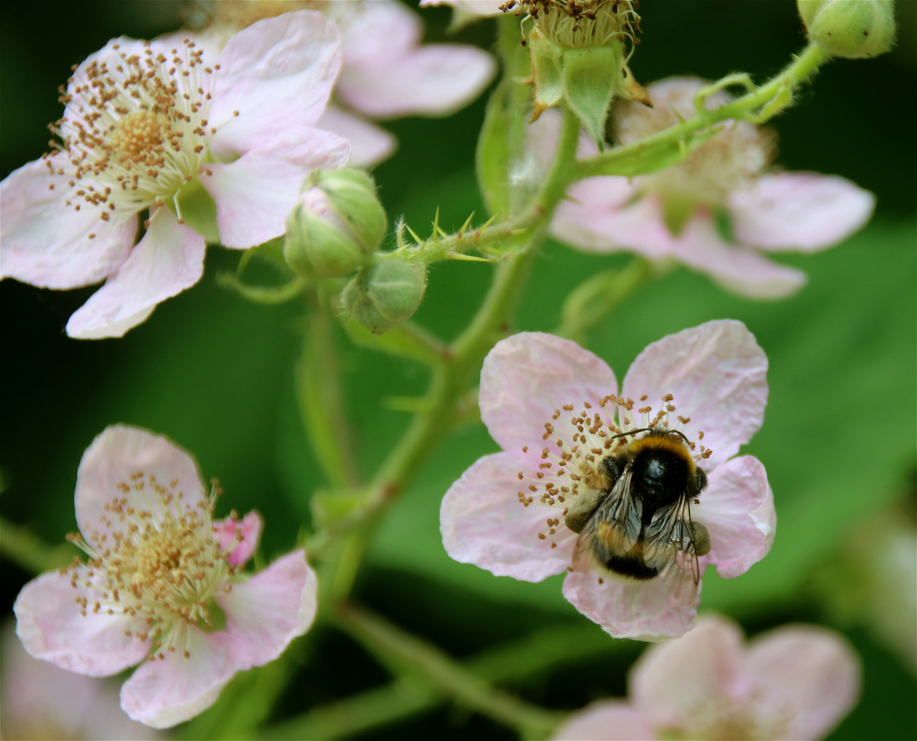 Die Bienen und die Blümchen