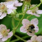 Die Bienen und die Blümchen