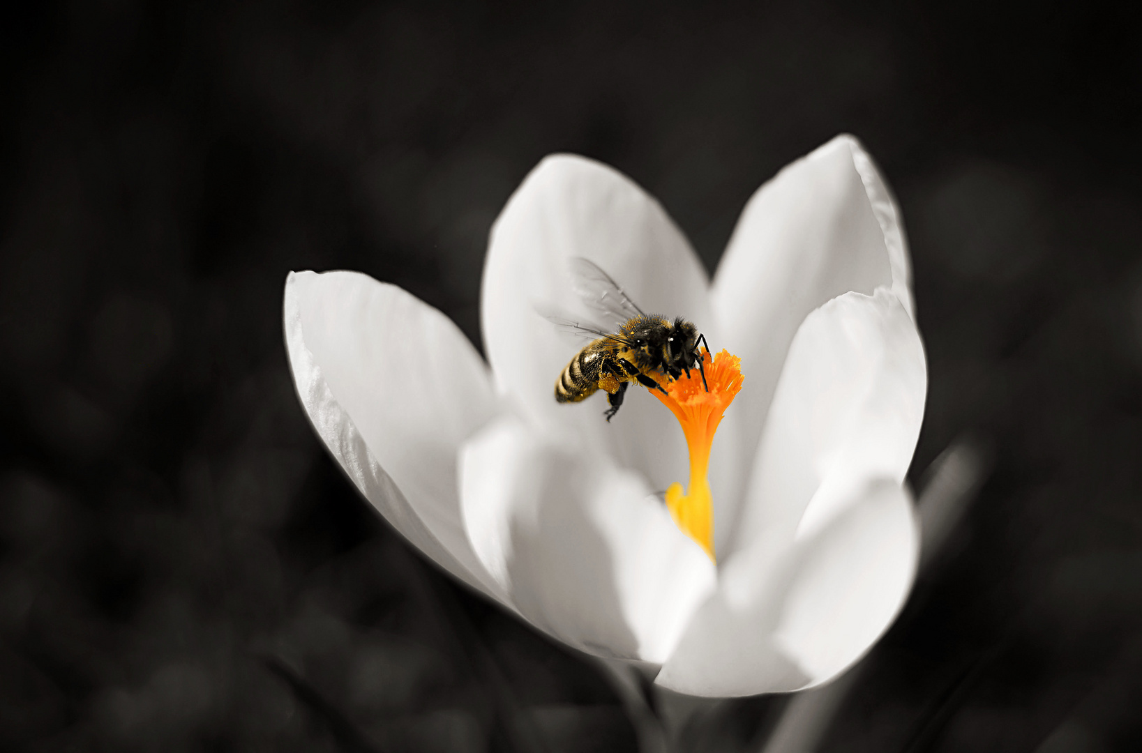 Die Bienen und die Blümchen