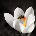 Die Bienen und die Blümchen