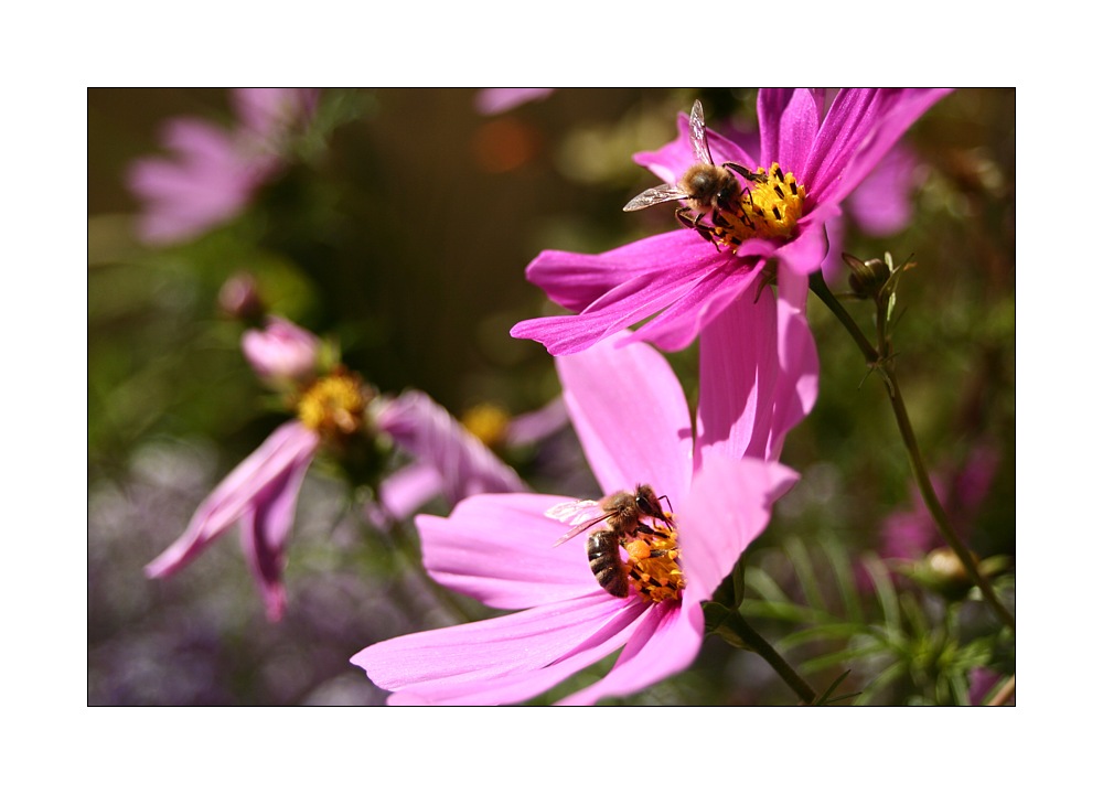 die Bienen und die Blumen