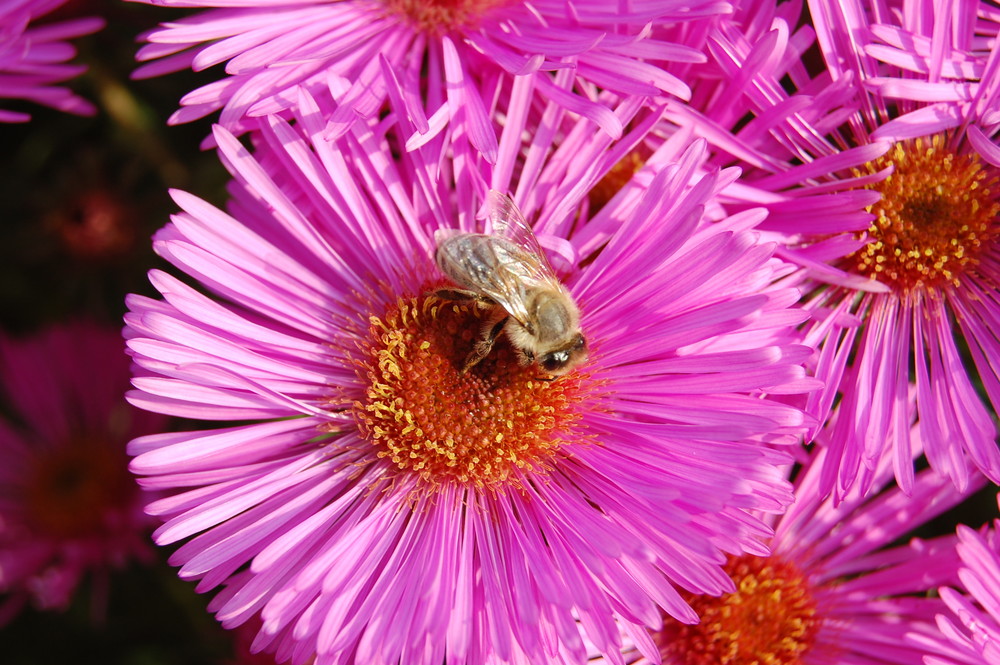 ...die Bienen und die Blumen Foto & Bild pflanzen, pilze & flechten