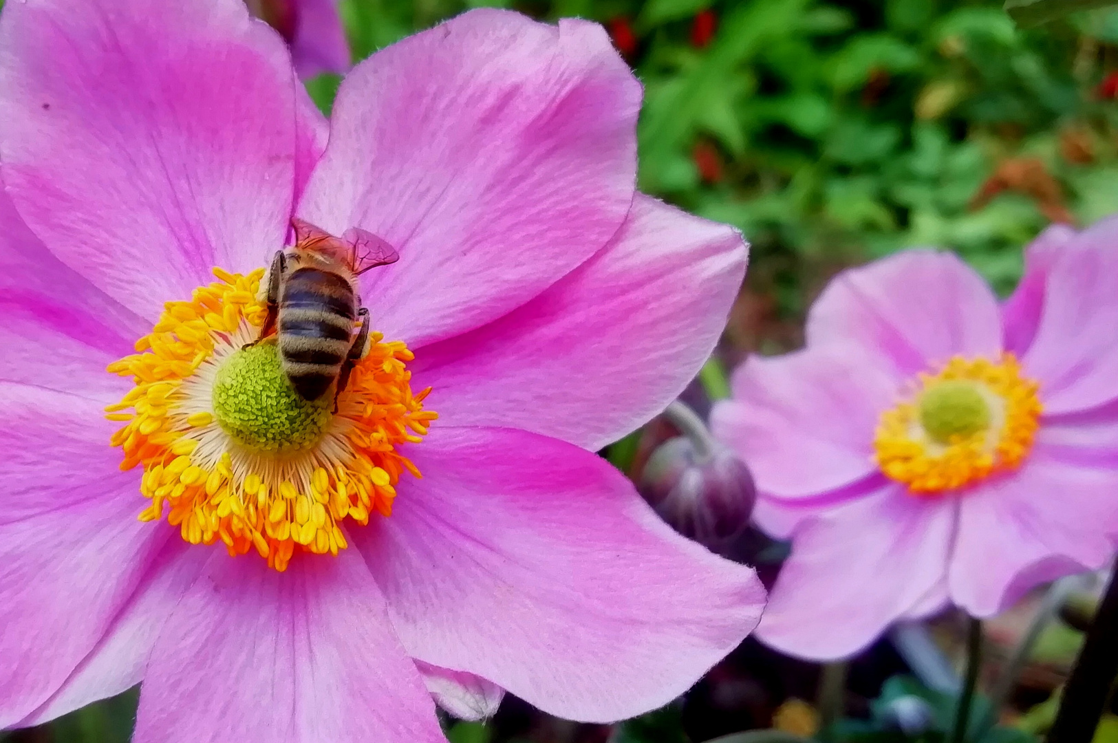 Die Bienen und die Blumen
