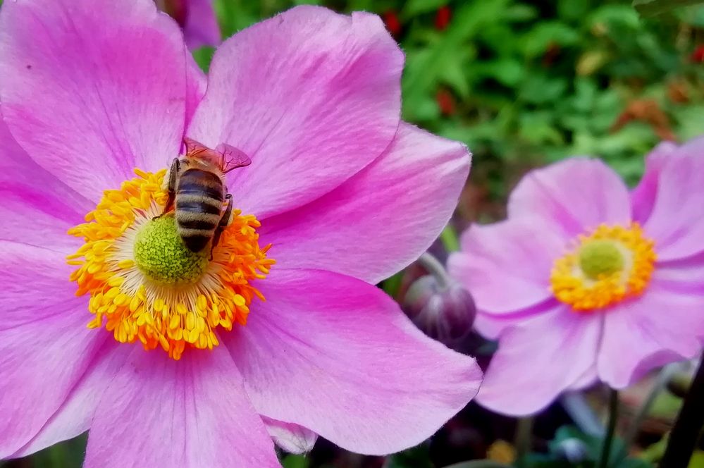 Die Bienen und die Blumen Foto & Bild pflanzen, pilze & flechten, blüten & kleinpflanzen