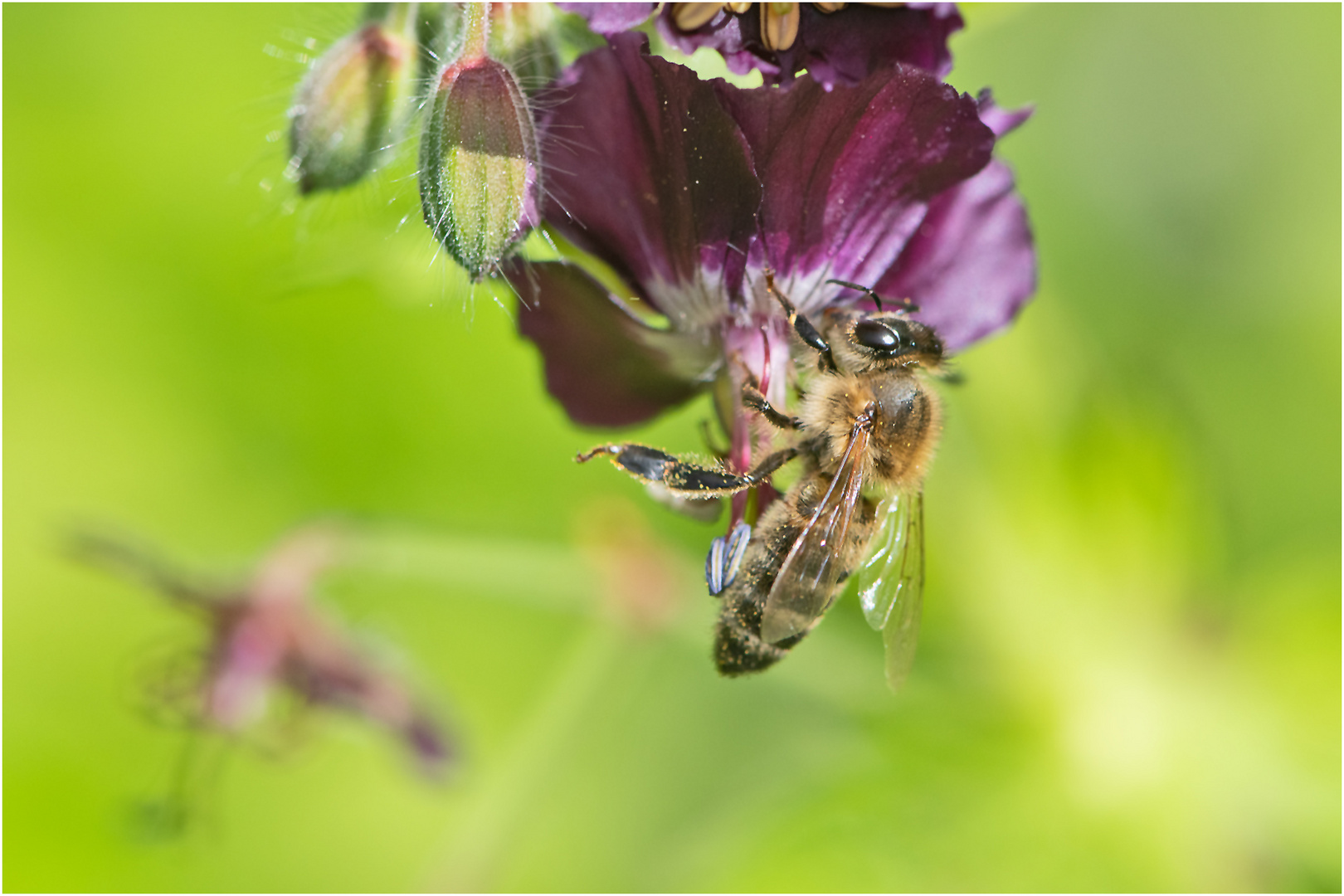 Die Bienen und Hummeln bevorzugen . . .