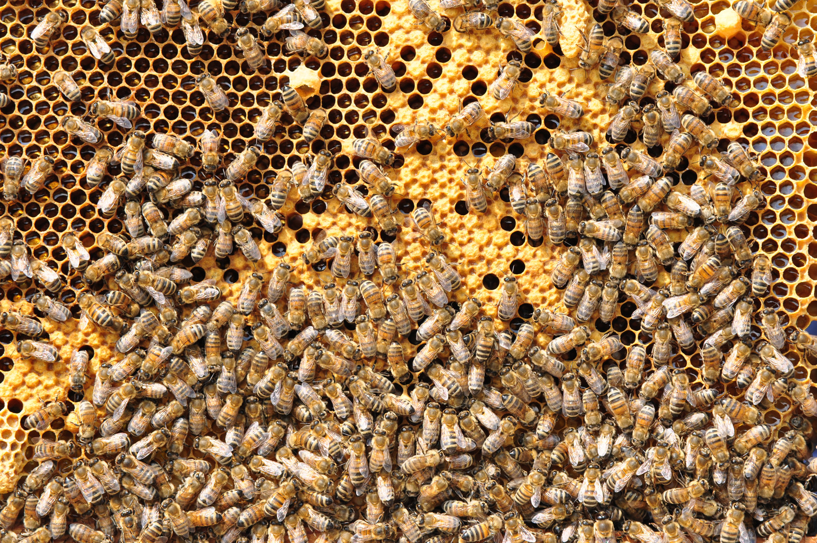 Die Bienen von meinem Sohn