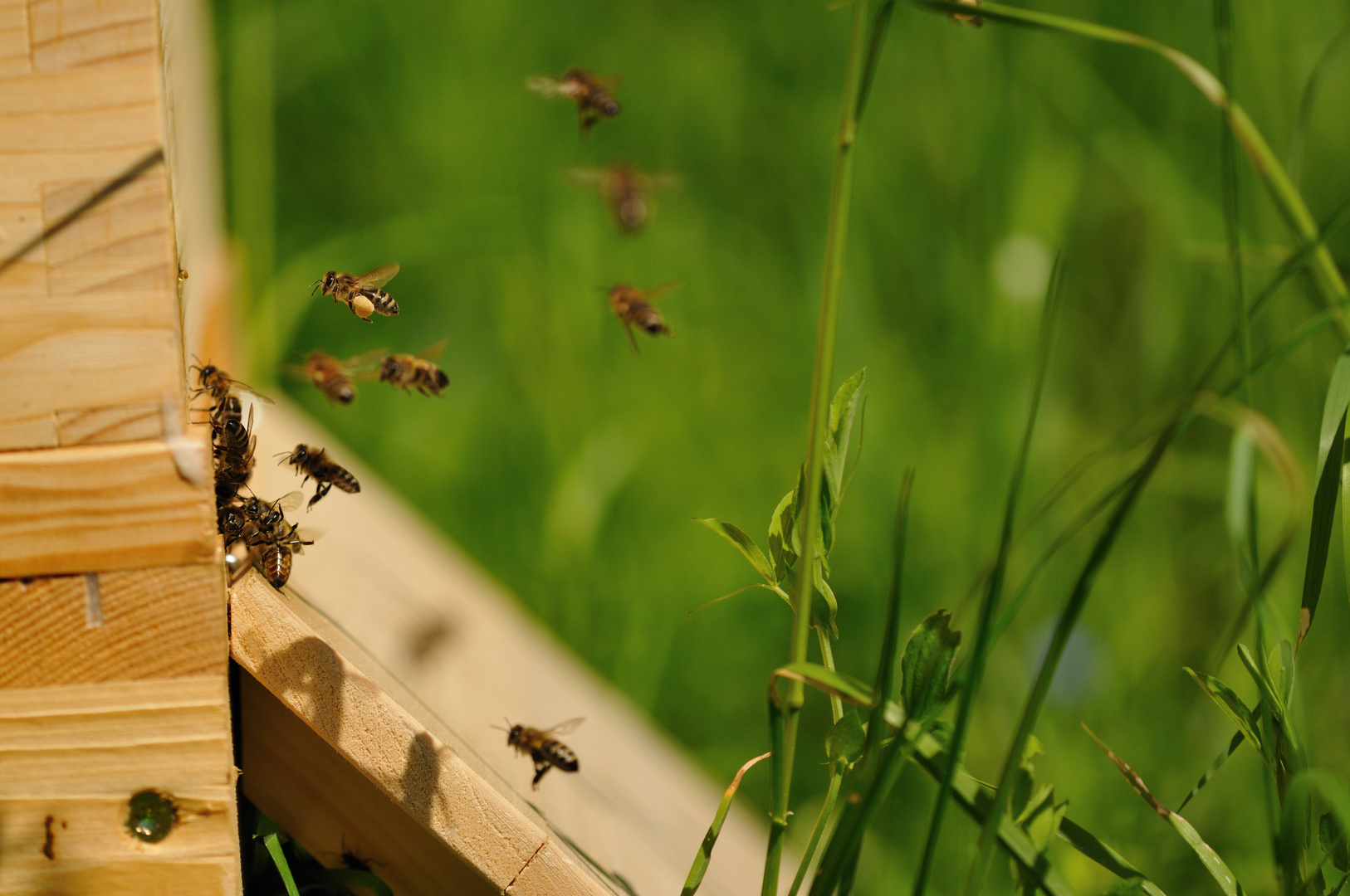 Die Bienen warten auf den Sommer...