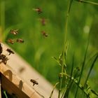 Die Bienen warten auf den Sommer...