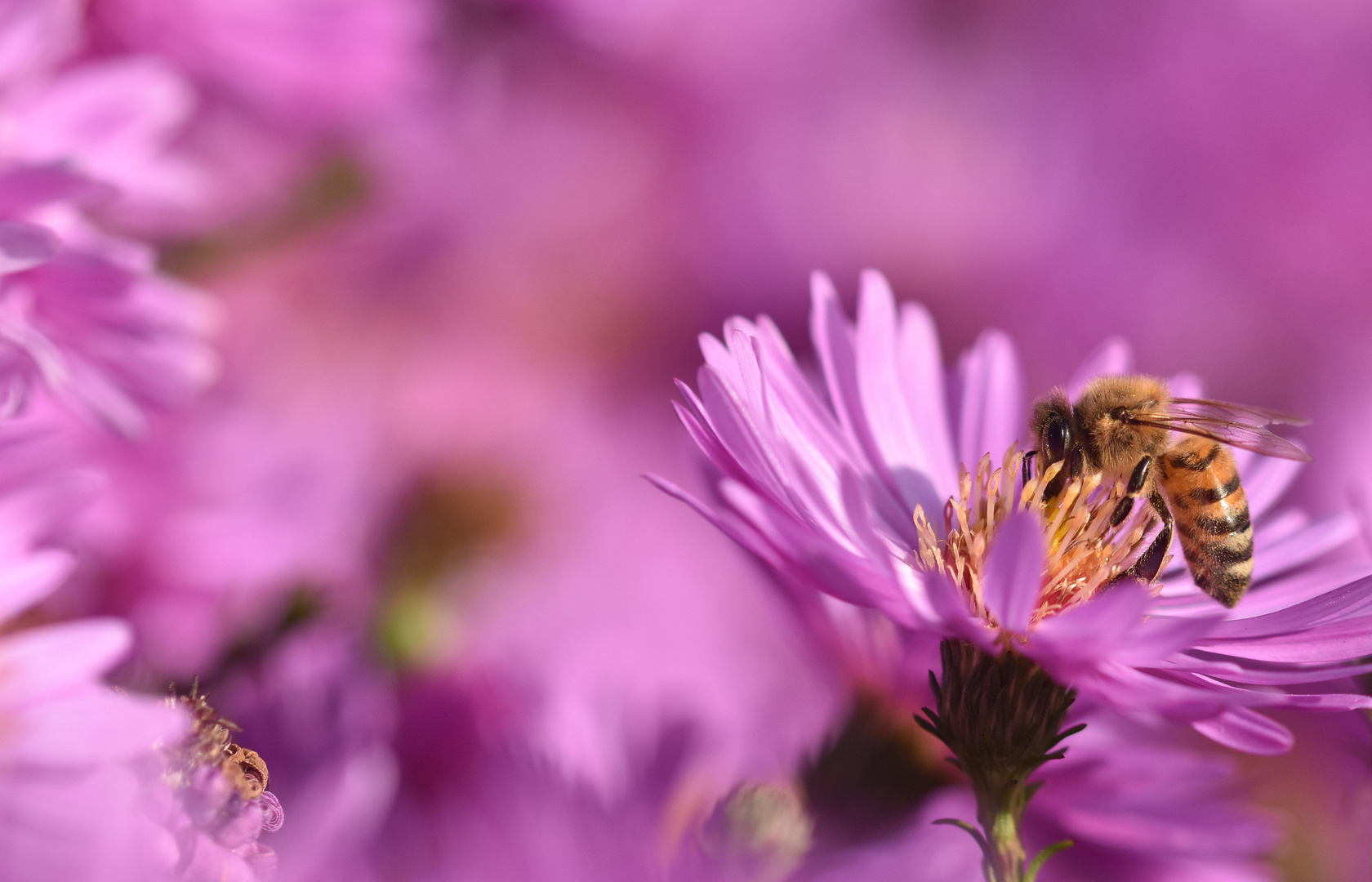 Die Bienen werden flauschig