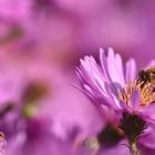 Die Bienen werden flauschig