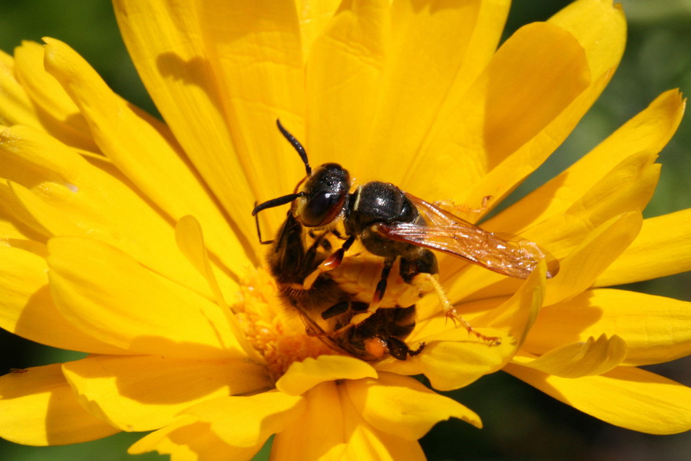 Die Bienen-Wölfin hat eine Biene zum Fressen gern