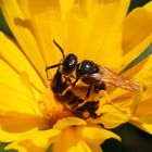 Die Bienen-Wölfin hat eine Biene zum Fressen gern