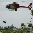 die Bienenjagd (korrigiert) :-)