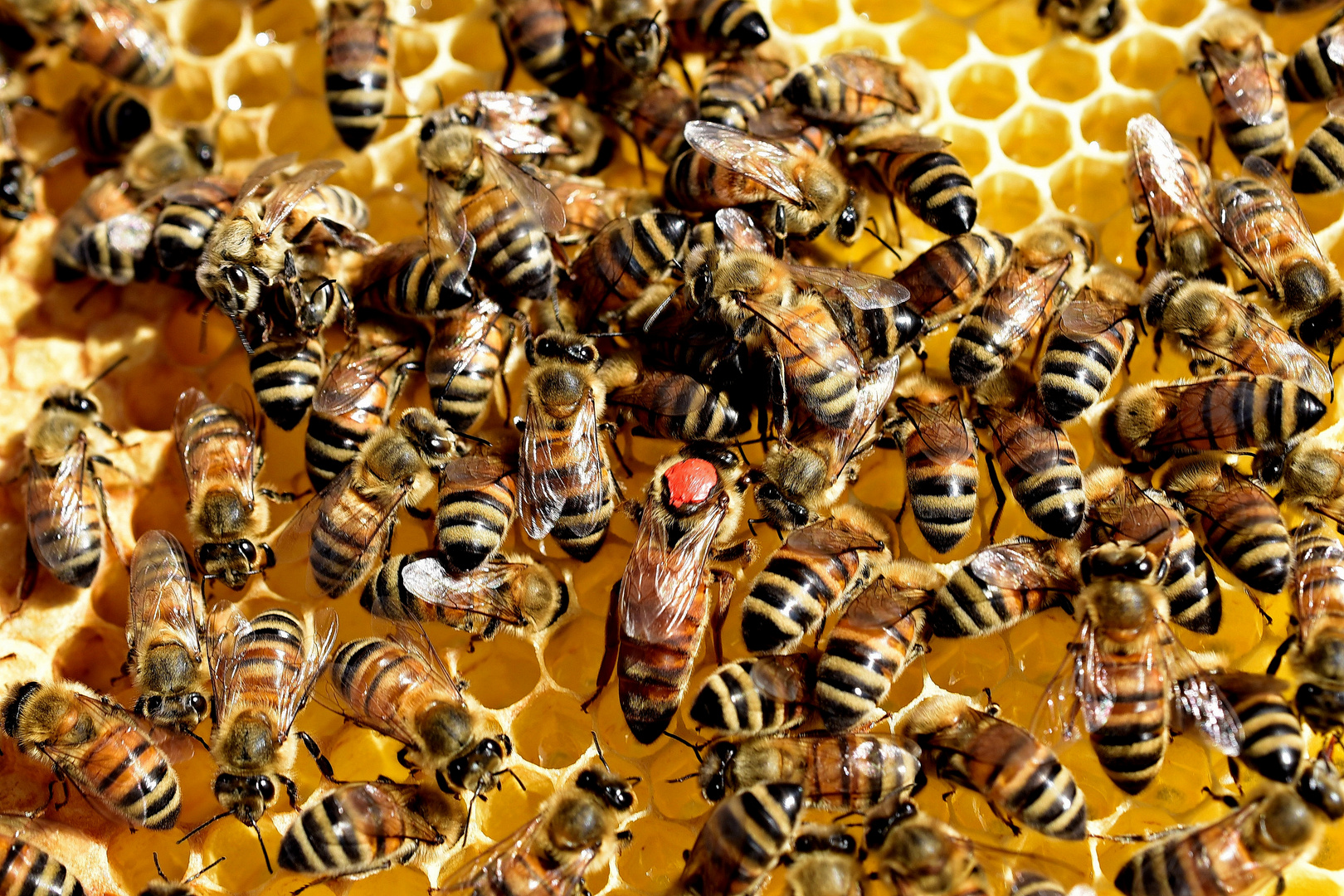 Die Bienenkonigin Foto Bild Tiere Wildlife Insekten Bilder Auf Fotocommunity