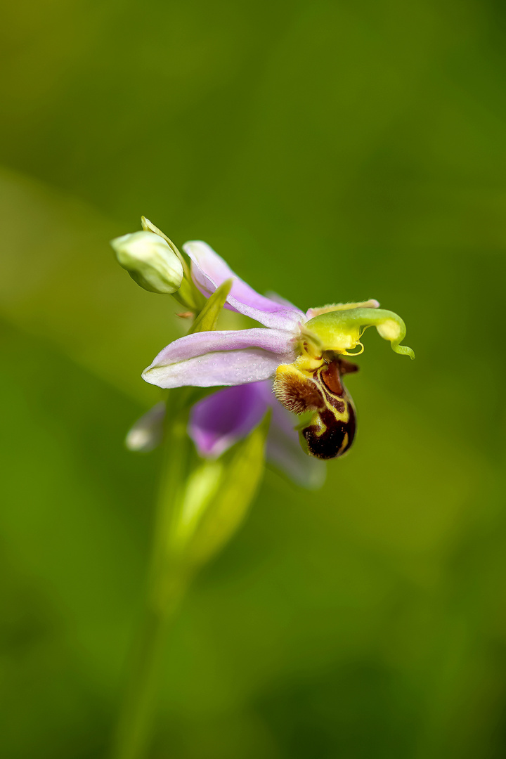 Die Bienenragwurz Einzelblüte