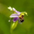 Die Bienenragwurz Einzelblüte