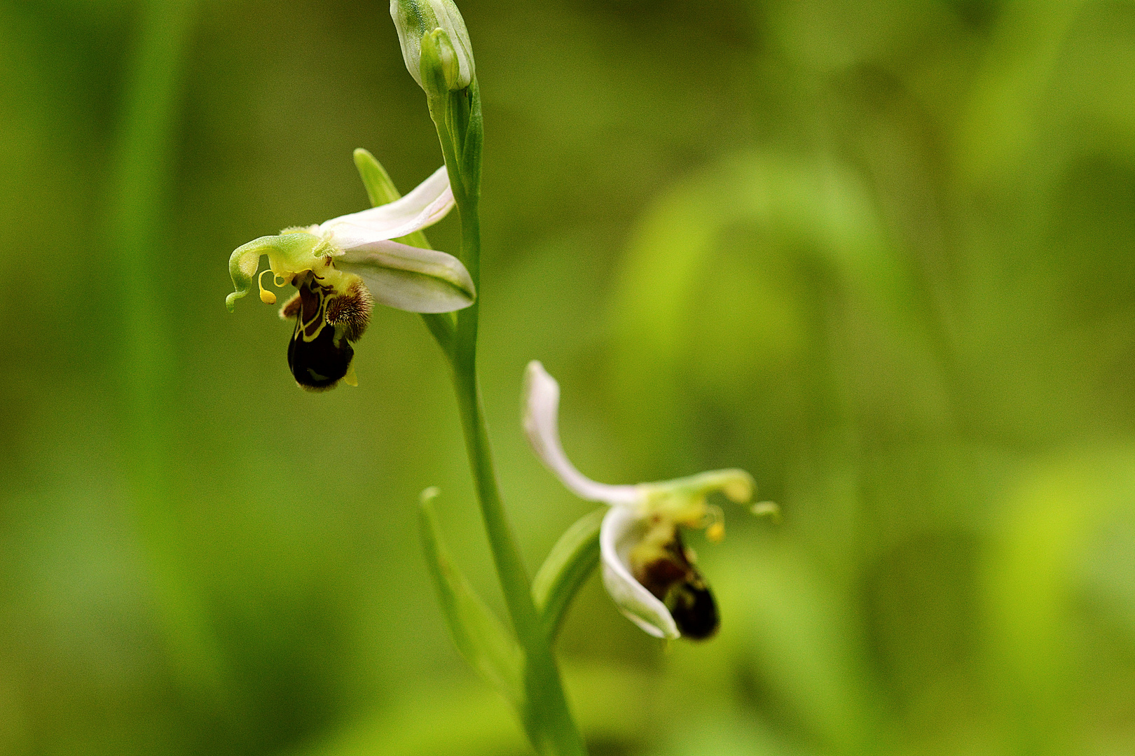 Die Bienenragwurz   Ophris apifera