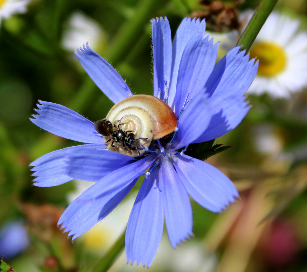  Die Bienenschneckenblume