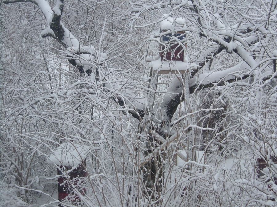 Die Bienenstöcke im Winter