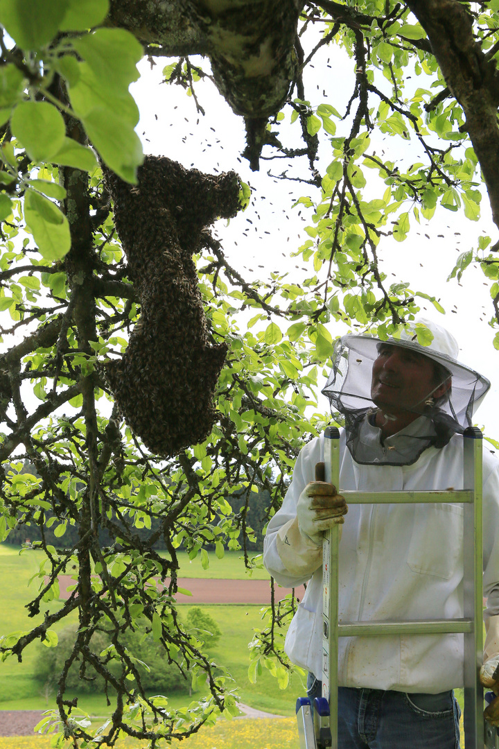 Die Bienentraube
