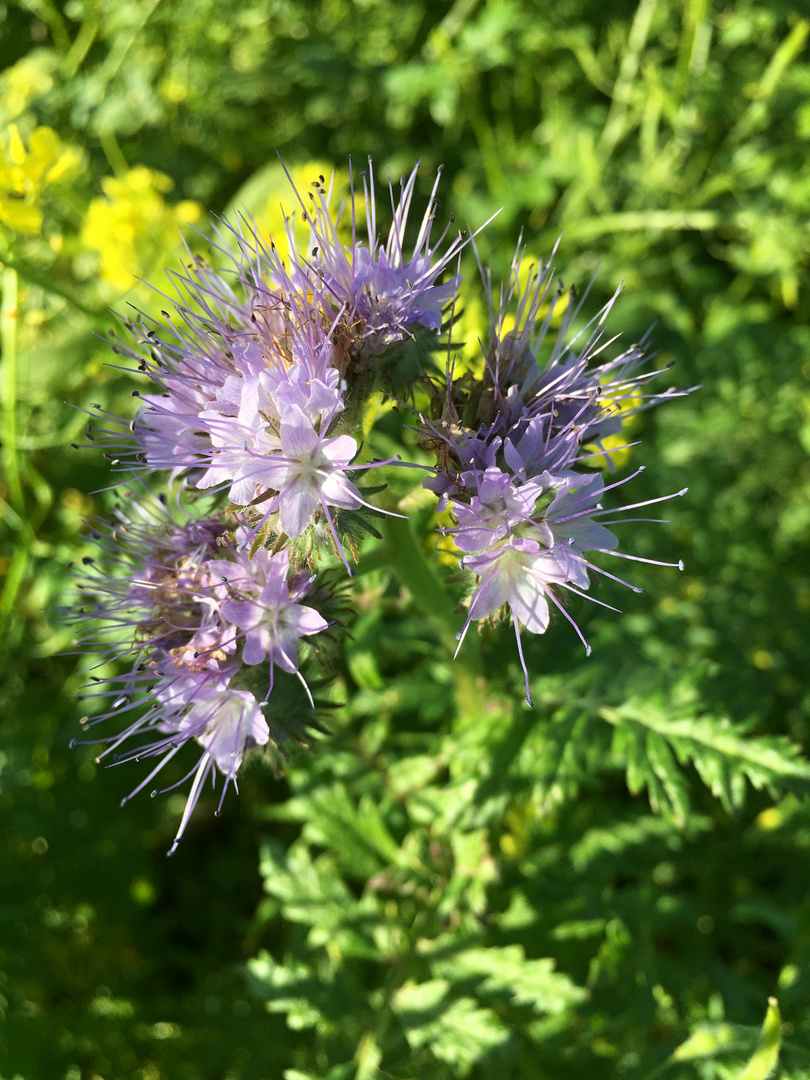 die Bienenweide