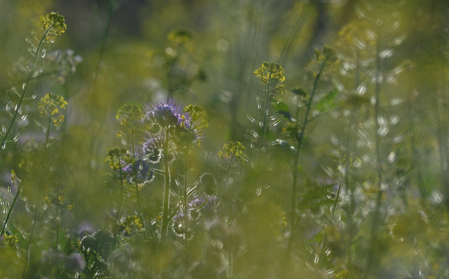 Die Bienenweide