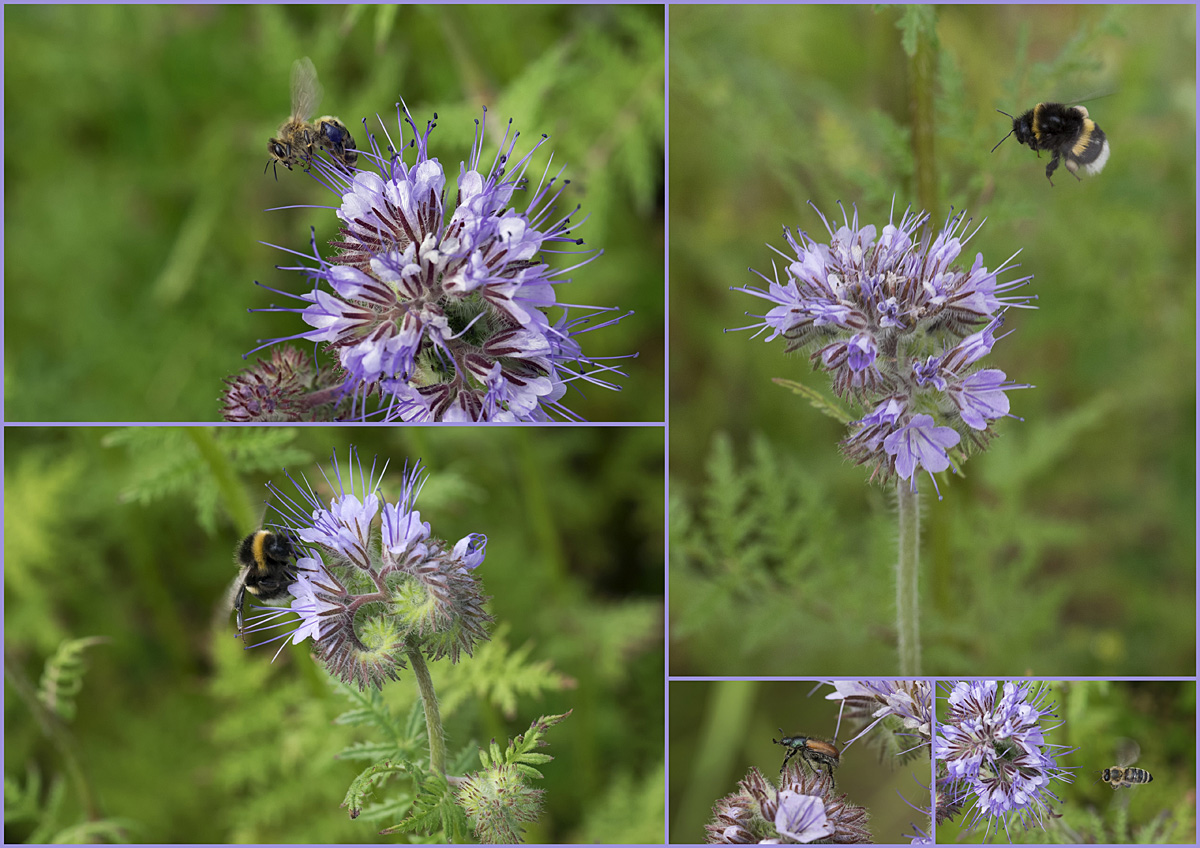 Die Bienenweide zieht sie alle an